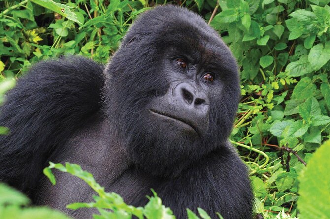 Private 3 Day Gorilla Trekking Safari in Uganda - Price and What Makes It Feel Like Value