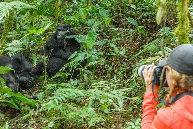 Private 3 Day Gorilla Trekking Safari in Uganda - Who Should Book This Gorilla Trek Package