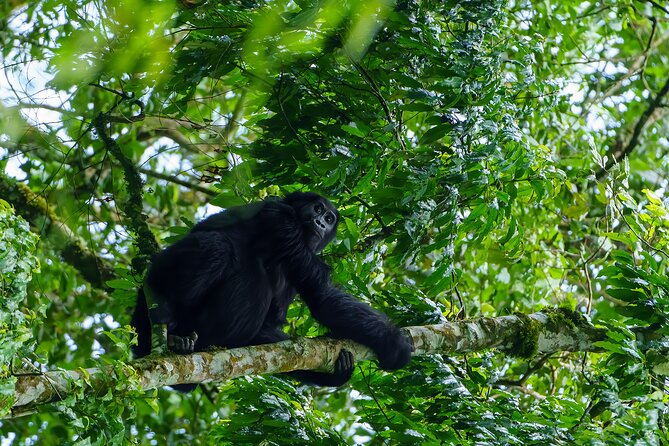 Private 3 Day Gorilla Trekking Safari in Uganda - Day 1 Arrival Rhythm: Check-In, Dinner, and Early Rest