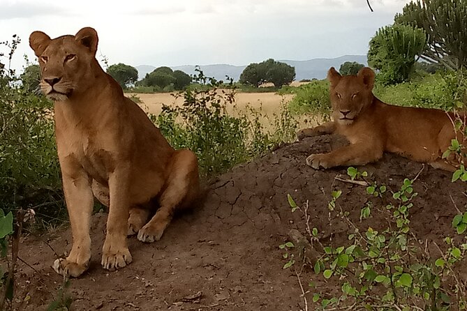 Private 3-Day Tour in Queen Elizabeth Park Safari - Other Queen Elizabeth Experiences You Can Add (If You Want More)