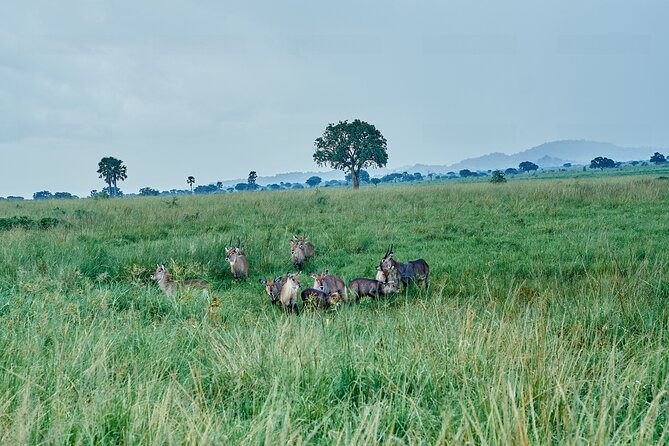 Private 5-Day Kidepo Valley and Murchison Falls National Parks - Kidepo Valley early game drive and Karamojong community tour, Day 2