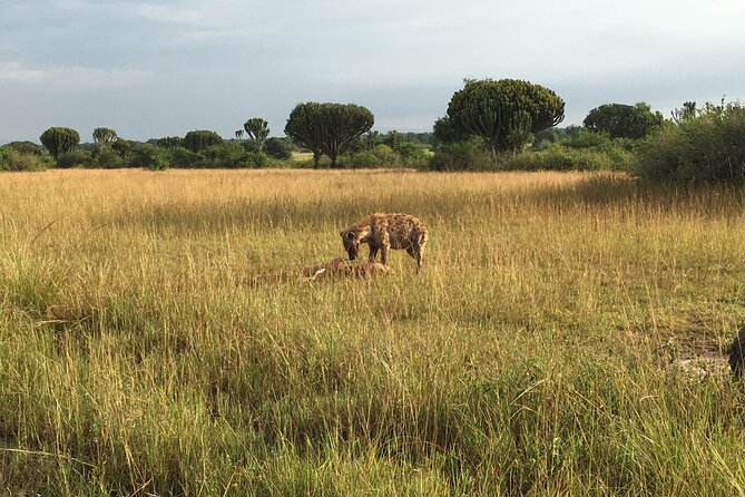 Queen Elizabeth Open Safari Jeeps for game drives. - Queen Elizabeth National Park is a smart value for game drives
