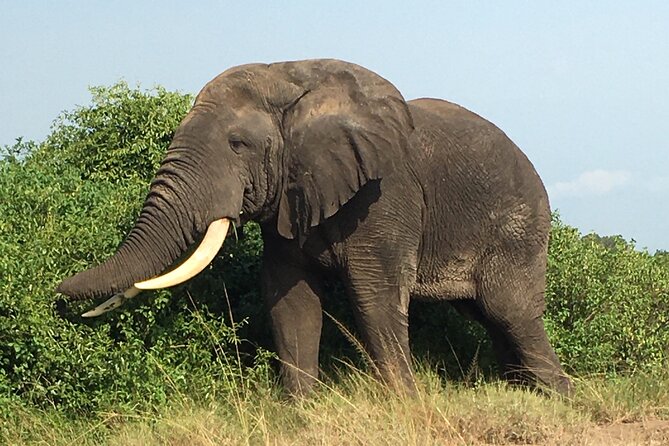 Queen Elizabeth Open Safari Jeeps for game drives. - Birdwatching is not an add-on here