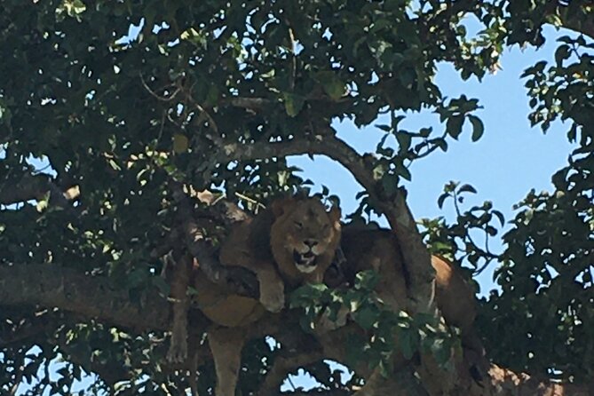 Queen Elizabeth Open Safari Jeeps for game drives. - Meeting at Kazinga Channel, then heading into the park
