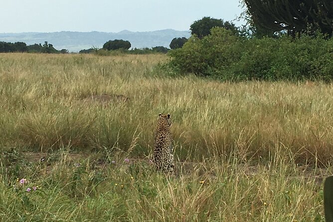 Queen Elizabeth Open Safari Jeeps for game drives. - Price and what you truly get for $55
