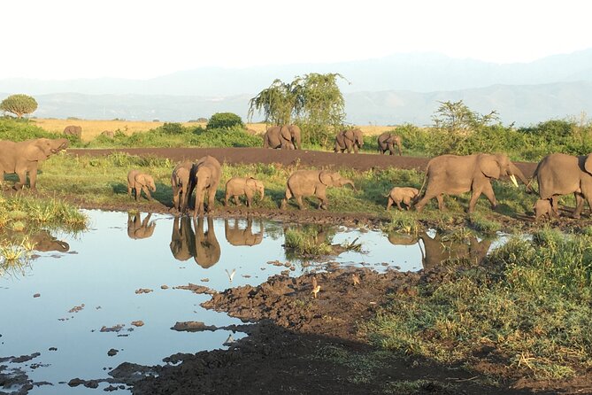 Queen Elizabeth Open Safari Jeeps for game drives. - Who this safari suits best