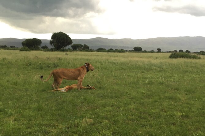 Queen Elizabeth Open Safari Jeeps for game drives. - Tips so your early-morning ride pays off