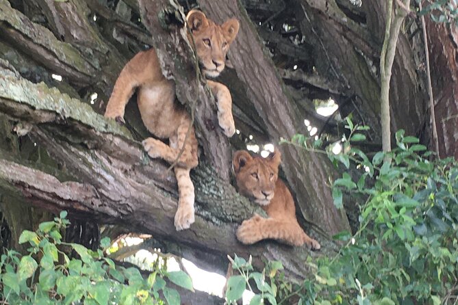 Queen Elizabeth Open Safari Jeeps for game drives. - What your half-day open-jeep safari really feels like