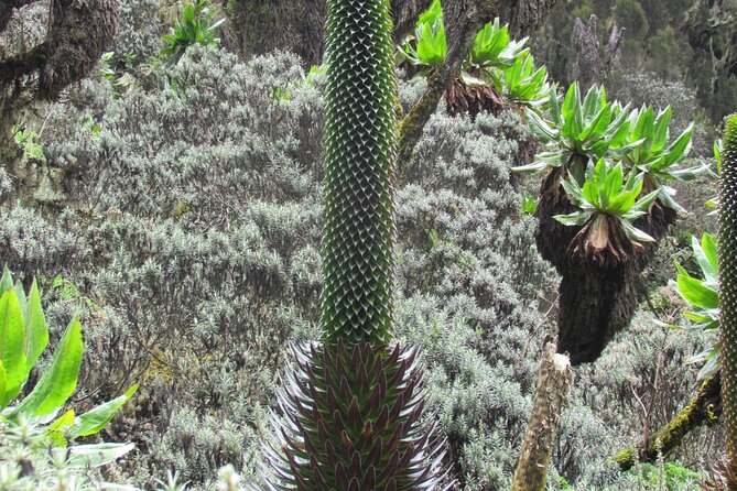 Rwenzori Mountains Trekking with Margherita Peak Summit - Getting from Entebbe to the Rwenzori start point