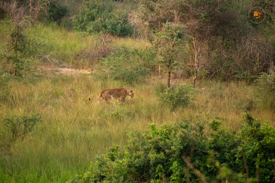 The Big5 3 Days Wildlife Adventure Experience in Uganda. - Morning and evening game drives: the core wildlife engine