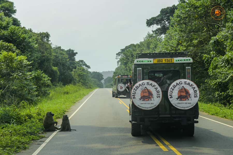 The Big5 3 Days Wildlife Adventure Experience in Uganda. - Birds and the “small stuff” that makes the safari better
