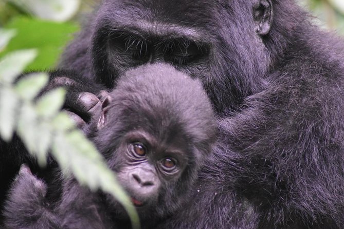 Three Days Gorilla Safaris In Uganda - Key things to know before you go