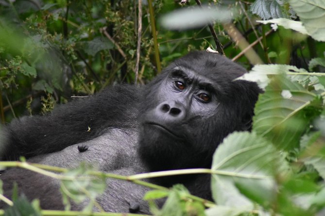 Three Days Gorilla Safaris In Uganda - Kampala to Bwindi: the road trip you will remember