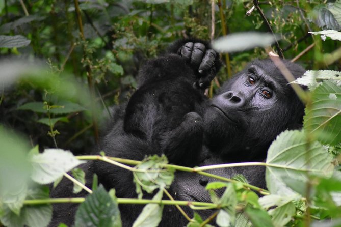 Three Days Gorilla Safaris In Uganda - Gorilla trekking timing: what to expect when the hills are muddy