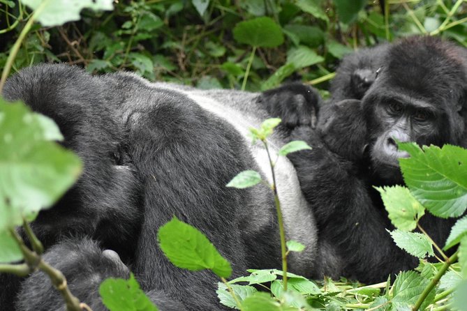 Three Days Gorilla Safaris In Uganda - Living in the forest area: why staying there changes the feel