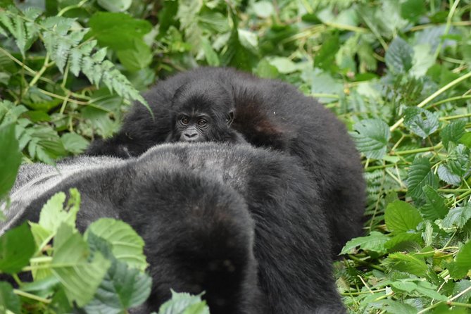 Three Days Gorilla Safaris In Uganda - Price and value: what $1,794.88 buys you here