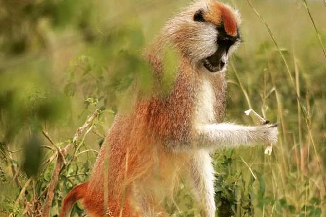 Three Days Murchison Falls National Park Tour in Uganda - From Kampala to the Luwero Triangle and Ziwa Rhino Sanctuary