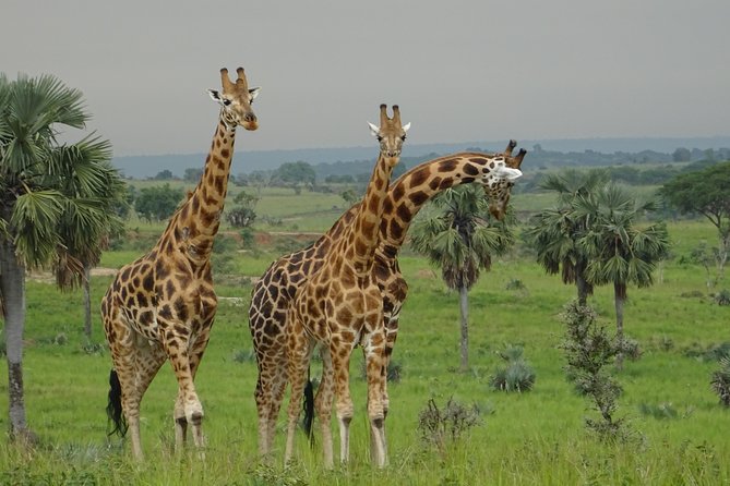 Three Days Murchison Falls National Park Tour in Uganda - Day two: ferry across the Nile, then the Delta-area game drive