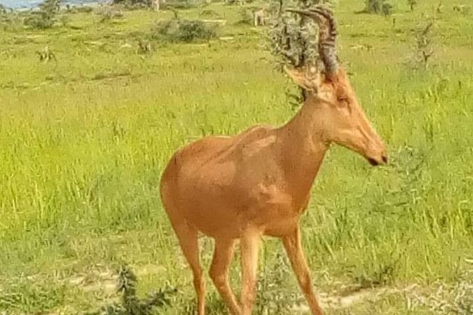 Three Days Murchison Falls National Park Tour in Uganda - Price and value: what $950.88 per person covers