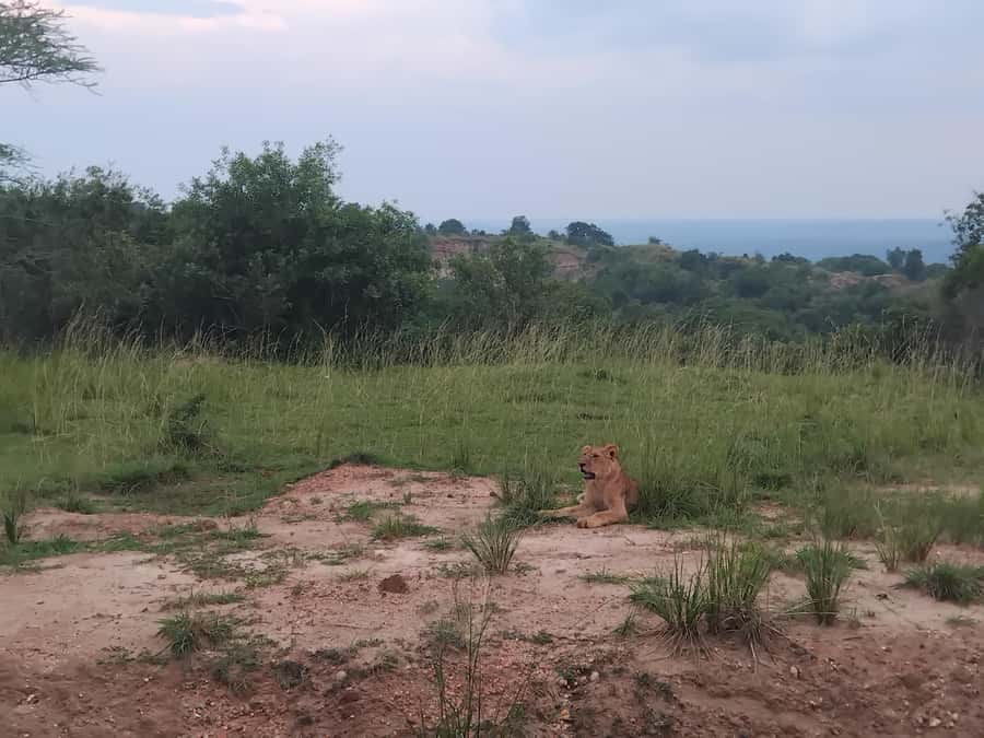 Uganda: 1-Day Murchison Falls Park Safari with Boat cruise - Key highlights you should care about