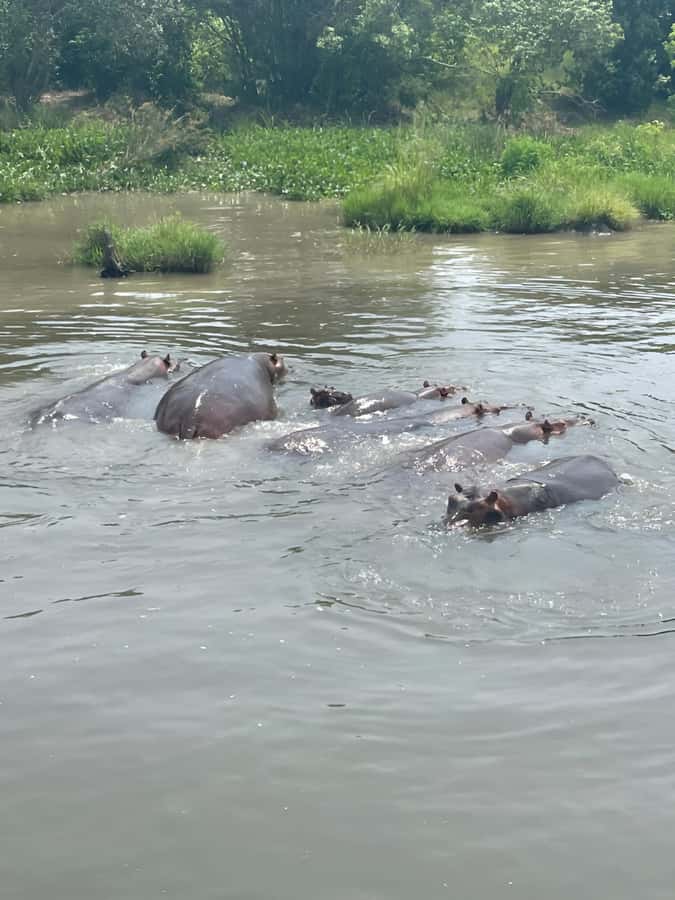 Uganda: 1-Day Murchison Falls Park Safari with Boat cruise - Murchison Falls in one day: what you’re really paying for