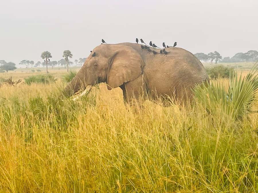 Uganda: 1-Day Murchison Falls Park Safari with Boat cruise - The 3-hour game drive: where sightings usually happen
