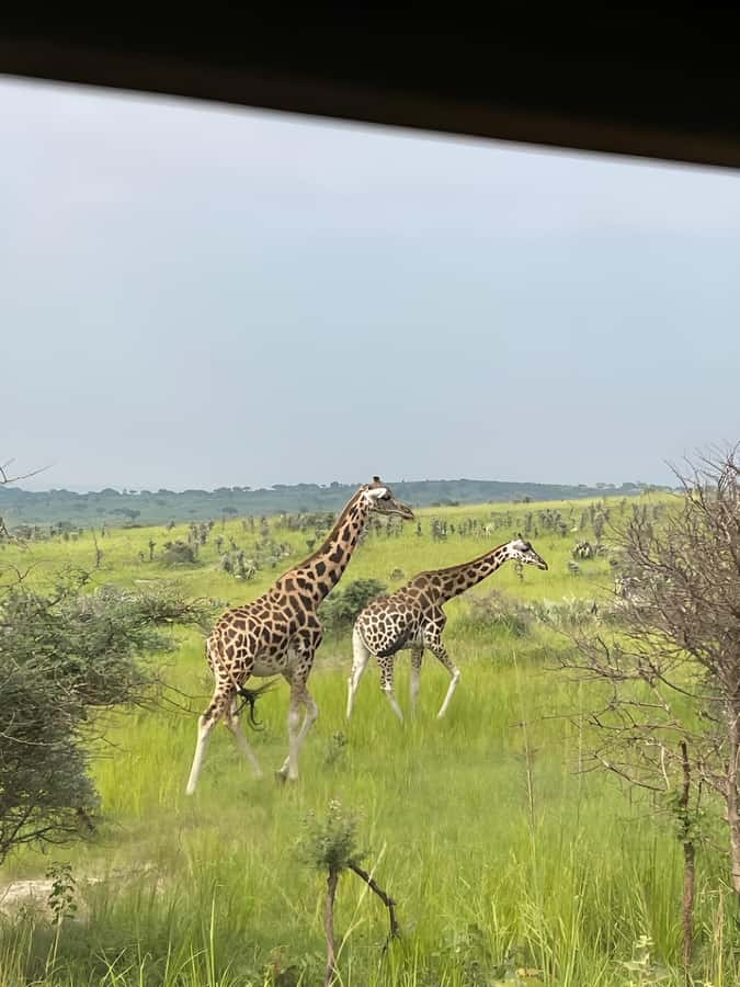 Uganda: 1-Day Murchison Falls Park Safari with Boat cruise - Lunch and the pacing between big moments