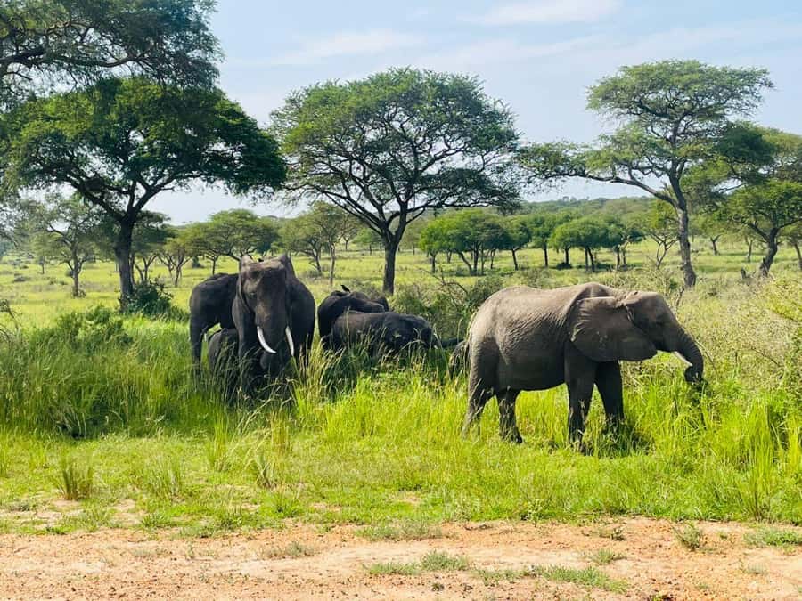Uganda: 1-Day Murchison Falls Park Safari with Boat cruise - The 20-minute transfer and the top-of-falls payoff