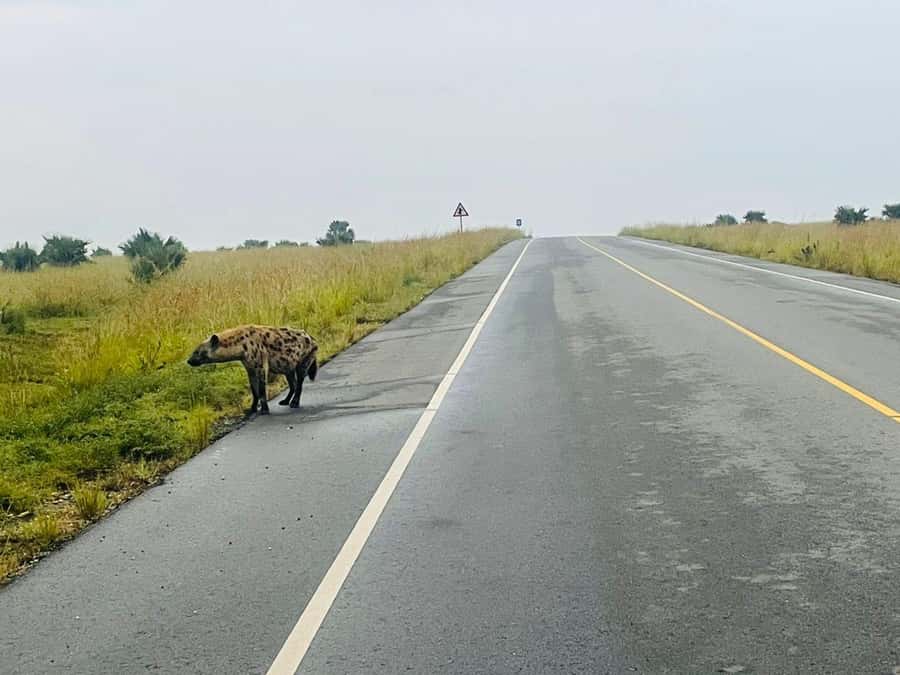 Uganda: 1-Day Murchison Falls Park Safari with Boat cruise - Getting your value: is $480 a fair price for this format?