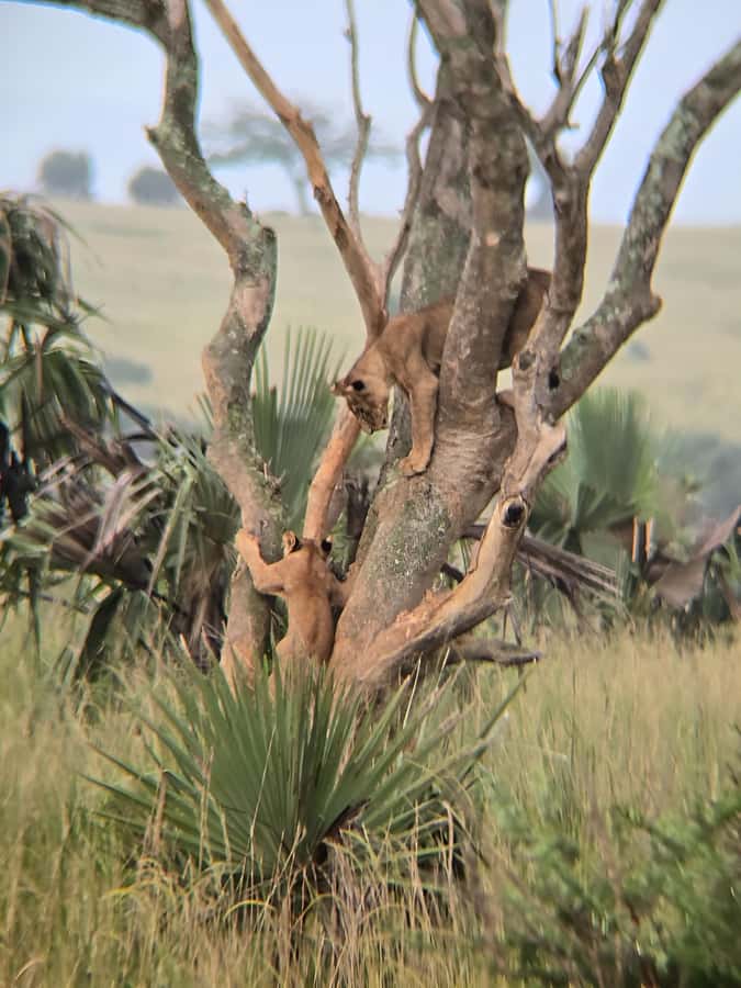 Uganda: 2-Day Murchison Falls Park Safari with Boat cruise - Two Days in Murchison Falls, What You Really See
