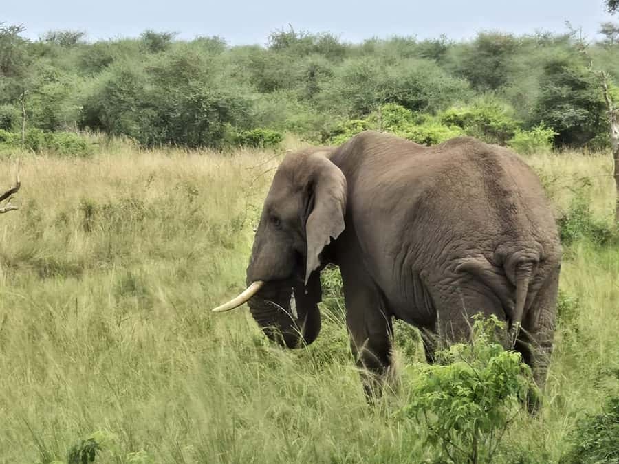 Uganda: 2-Day Murchison Falls Park Safari with Boat cruise - Kampala and Entebbe Pick-Up, Plus an AC Ride That Helps