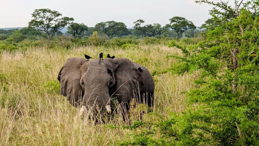 Uganda: 2-Day Murchison Falls Park Safari with Boat cruise - Day 2 Early Morning Game Drive, Lions, Leopards, and Delta Point Birds