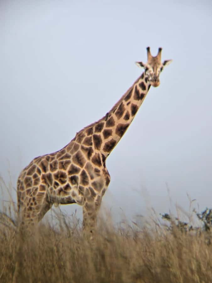 Uganda: 2-Day Murchison Falls Park Safari with Boat cruise - Top of Murchison Falls, The Nile Squeezes Through and Drops About 45 Meters