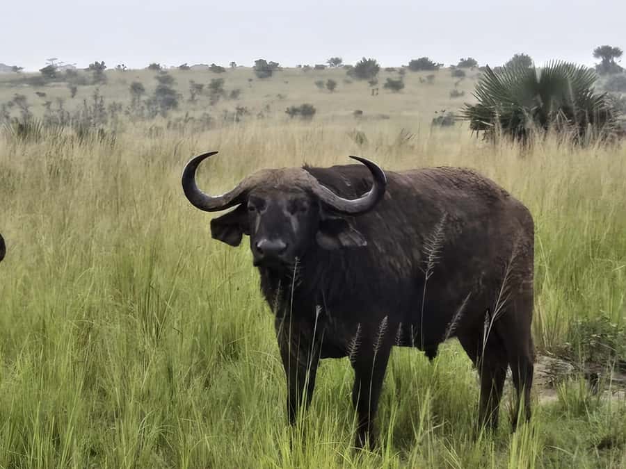 Uganda: 2-Day Murchison Falls Park Safari with Boat cruise - How Guides Like Pius and Sharif Affect Your Actual Experience