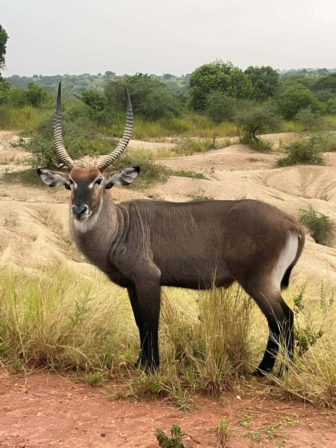 Uganda: 2-Day Murchison Falls Park Safari with Boat cruise - Wildlife Chances, What Helps and What Cannot Be Forced