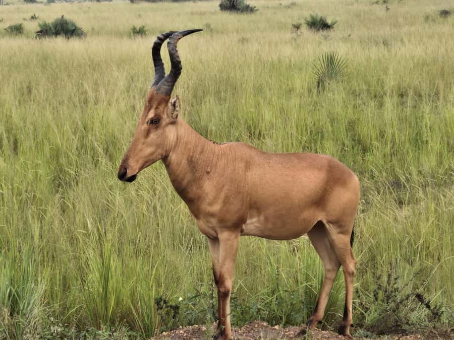 Uganda: 2-Day Murchison Falls Park Safari with Boat cruise - Who This Safari Fits Best (And Who Should Reconsider)