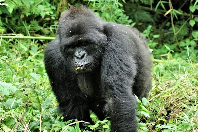 Uganda 4 days Gorilla Trekking - Key highlights you’ll actually care about