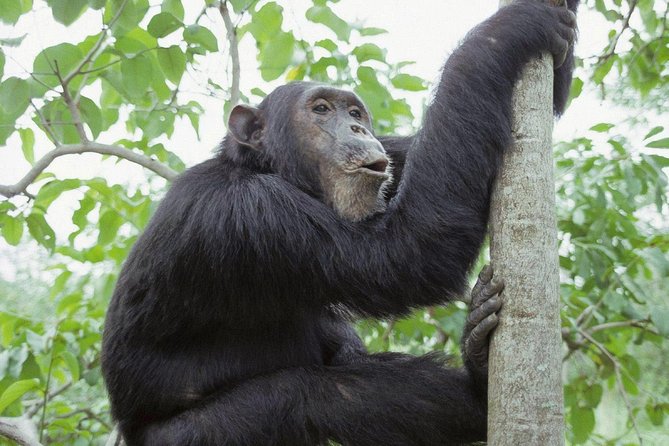 Uganda 4 days Gorilla Trekking - First light in Kampala: why a 6:00 am start matters