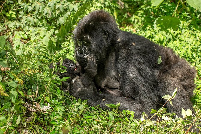 Uganda 4 days Gorilla Trekking - Neza Safaris professionalism: what you’re buying beyond the trek