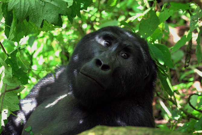 Uganda Wildlife Holiday - 8 Days - Kibale Forest National Park: The Chimps Search That Sets the Tone