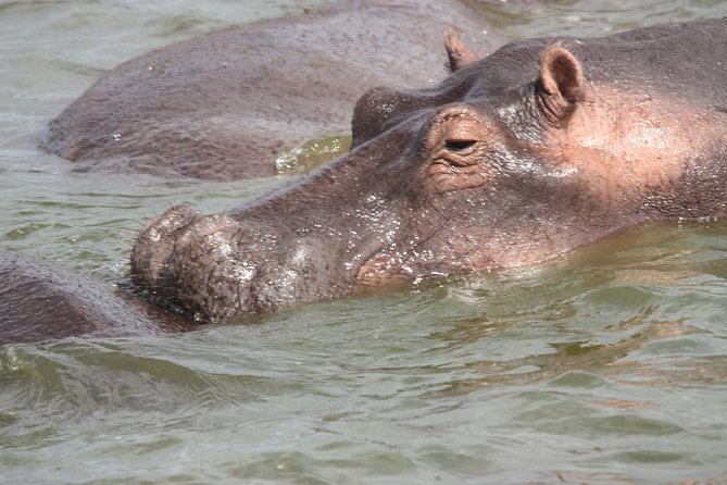 Uganda Wildlife Holiday - 8 Days - Fort Portal Caves and the Tooro Palace Break: Culture That Doesn’t Feel Bolted On