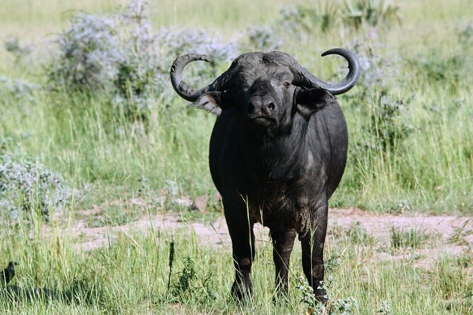 Uganda Wildlife Holiday - 8 Days - Queen Elizabeth National Park: Lions, Elephants, and the Kazinga Hippo Factor