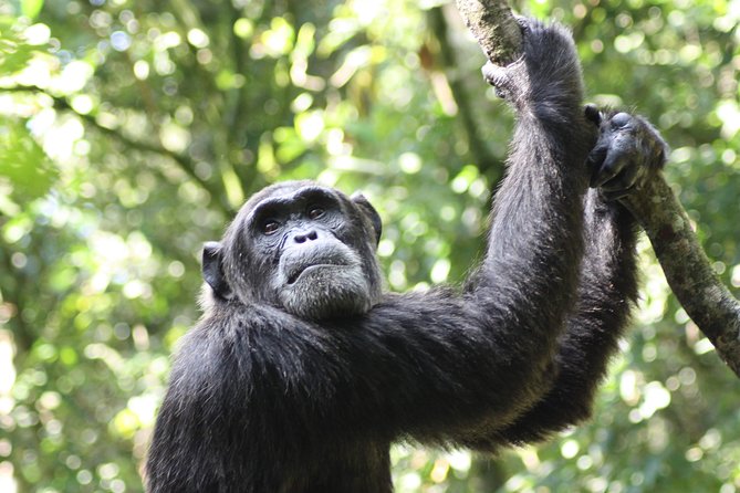Uganda Wildlife Holiday - 8 Days - Bwindi Impenetrable Forest: Kigezi Highlands to Gorilla Country