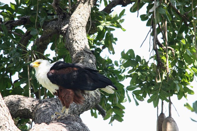 Uganda Wildlife Holiday - 8 Days - The Mountain Gorilla Trek in Bwindi: The Moment You Remember
