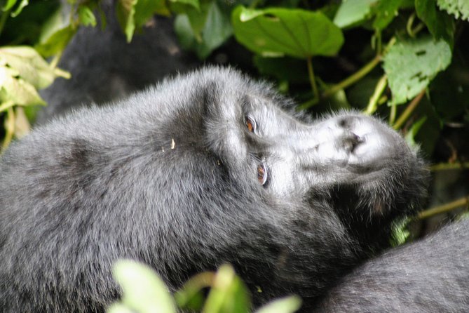 Uganda Wildlife Holiday - 8 Days - Heading Back to Kampala: Kayabwe Green Equator Photo Stop and the Long Final Drive