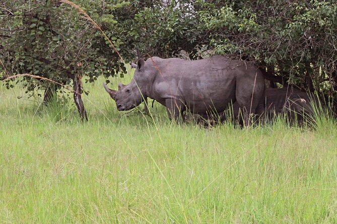 Unforgettable 3 days Murchison falls. - Why Murchison Falls in 3 days can be a smart plan