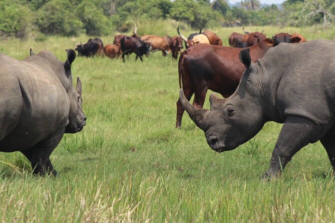 Unforgettable 3 days Murchison falls. - Nsheka African Adventures, and why your guide matters