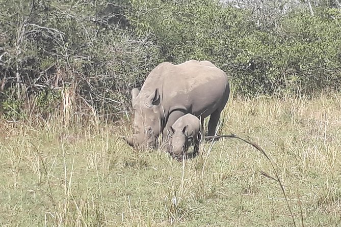 Zziwa Rhino Sanctuary Walking Safari - A Kampala day trip that’s all about rhinos on foot