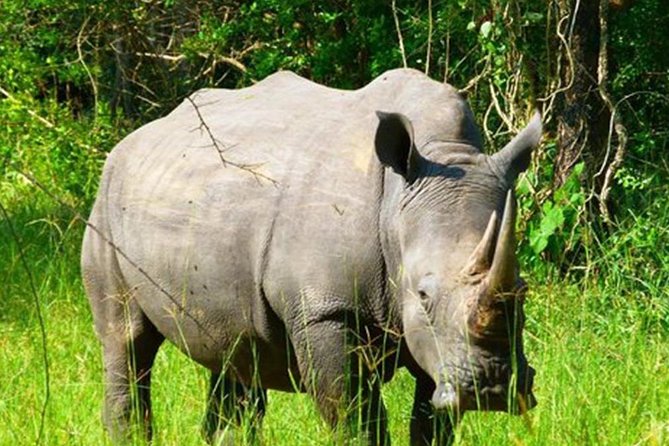 Zziwa Rhino Sanctuary Walking Safari - Price and value: what $400 per group really covers