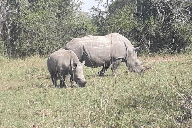 Zziwa Rhino Sanctuary Walking Safari - Who this tour suits best (and who should consider another option)